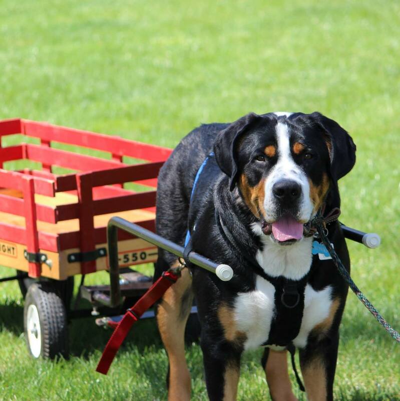 Greater Swiss Mountain Dog working