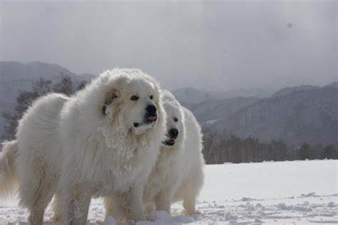 Pyrenean Mountain Dogs in the Snow