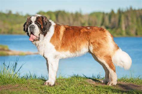 Saint Bernard standing in profile.