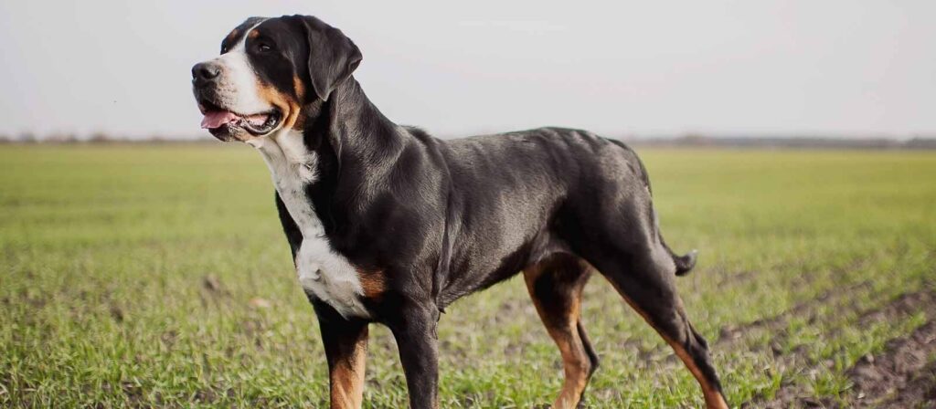 Greater Swiss Mountain Dog posing