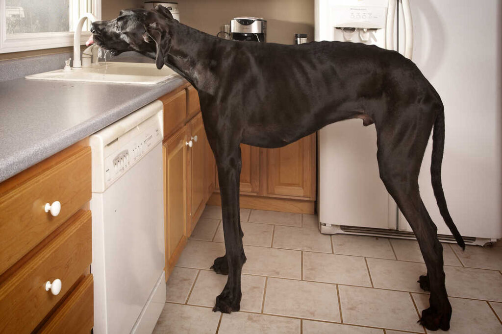 Zeus drinks from the kitchen faucet in Otsego, Mich. The Great Dane, the world’s tallest dog, died last week. 