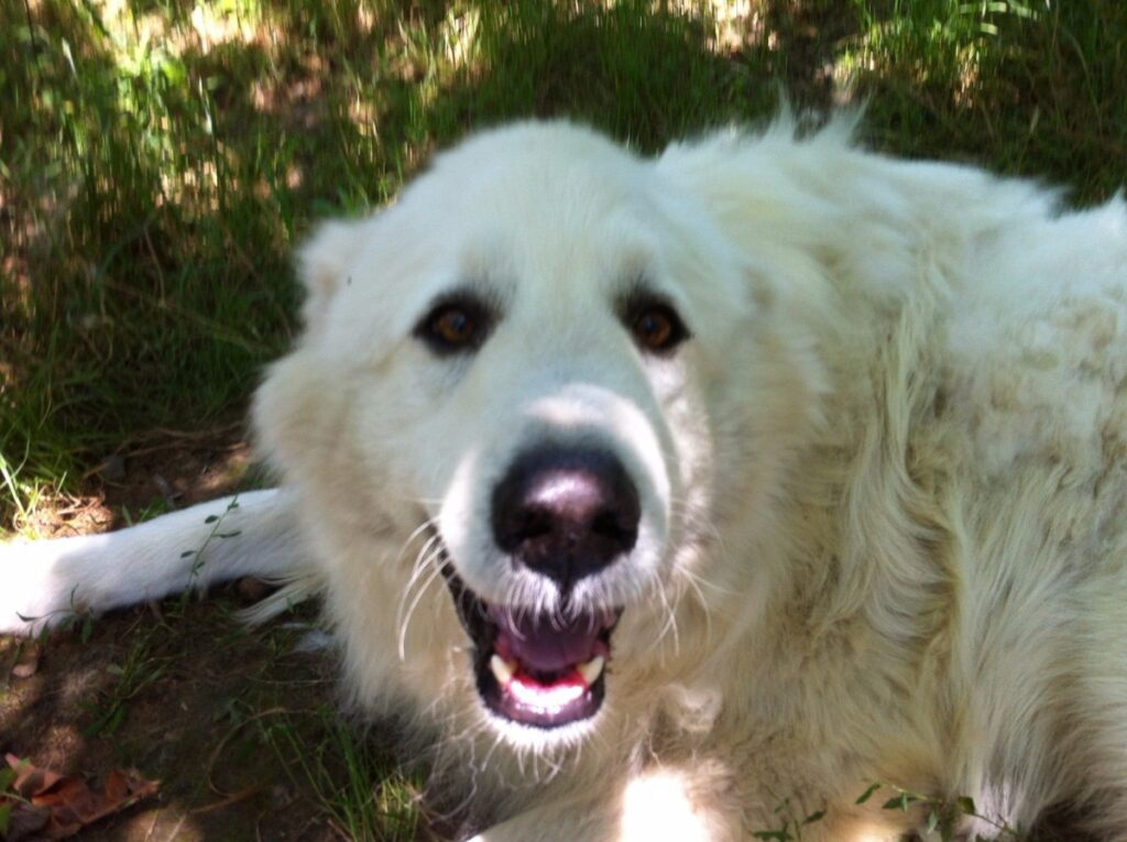 large white dog