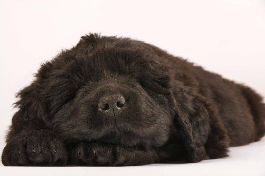 newfoundland-puppy