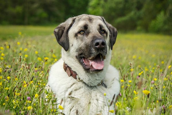 Anatolian Shepherd Dog