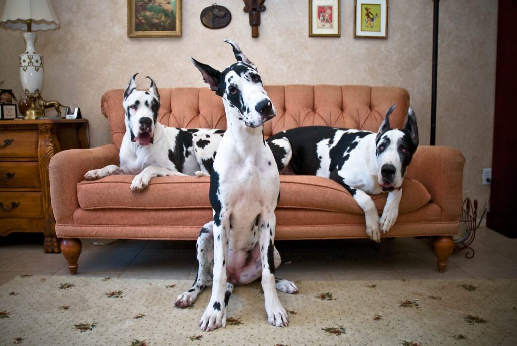 Pack of Danes on a couch