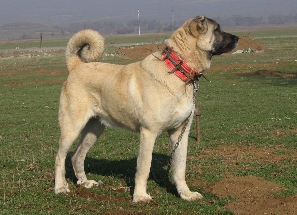 Kangal with spiked collar 