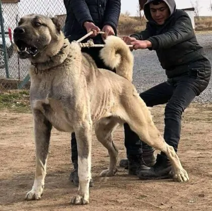 Aksaray on guard