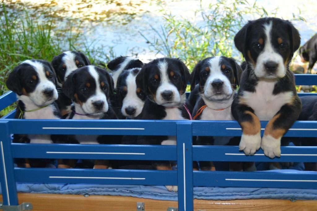 batch of Greater Swiss Mountain puppies