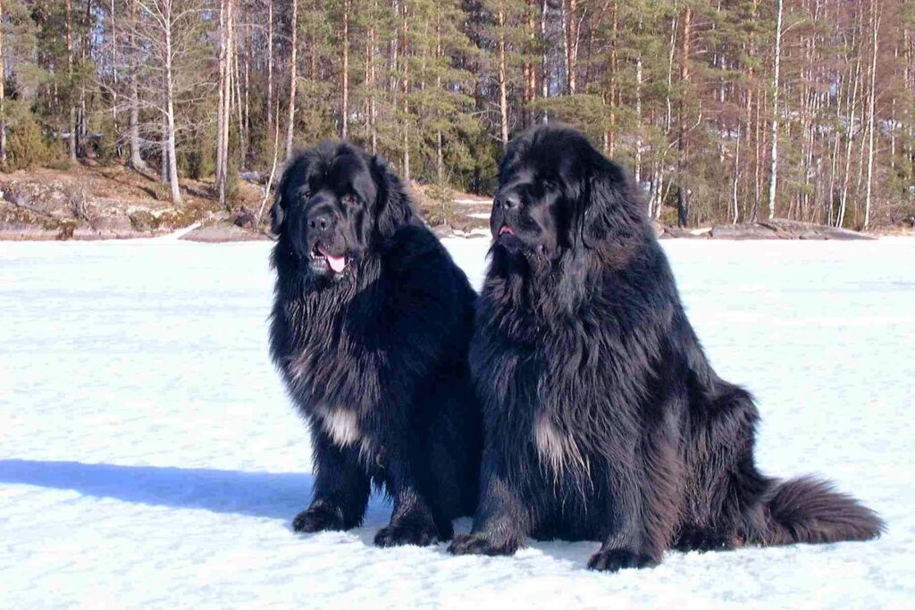 Two Newffies in the Snow