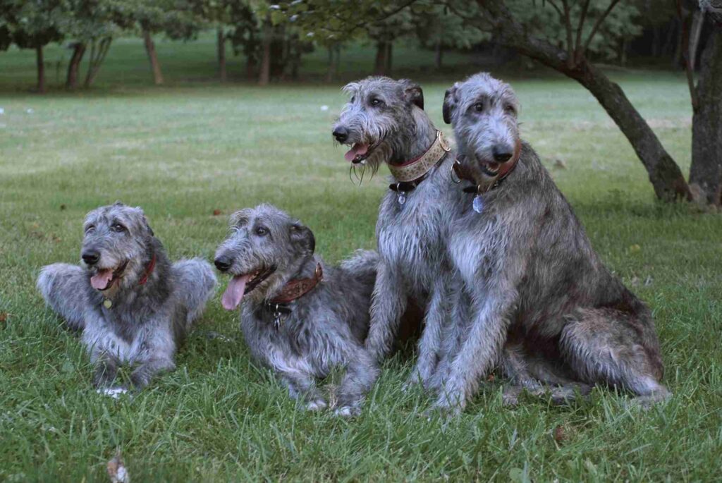 Irish Wolfhound Pack