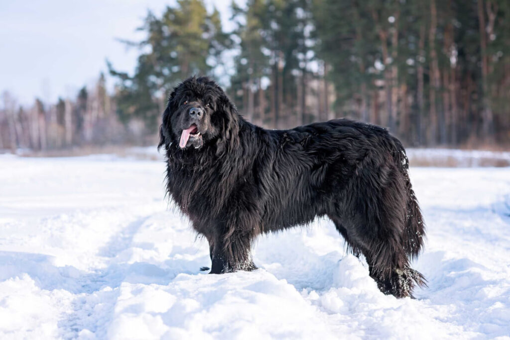 Newfoundland in the Snow