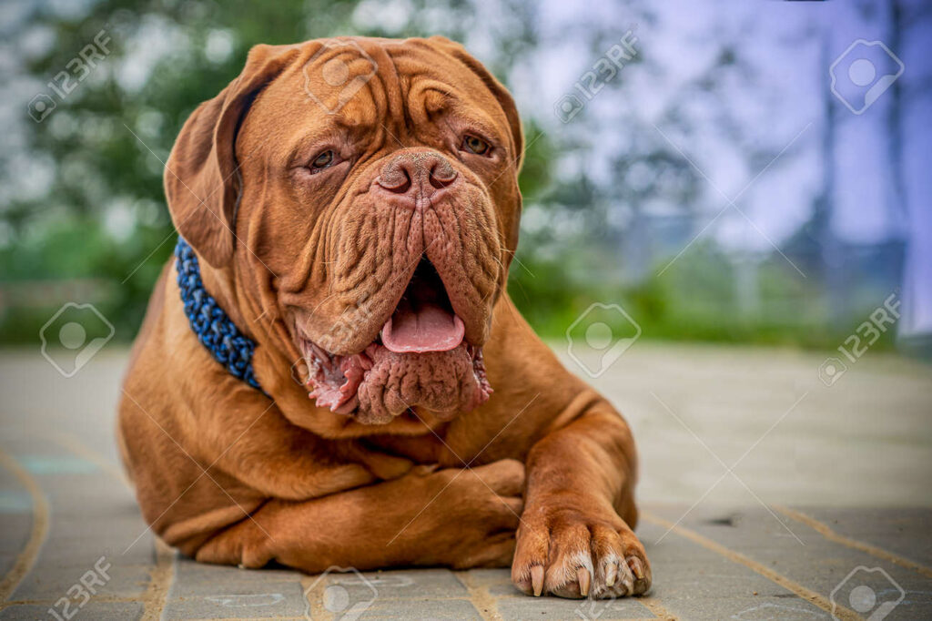 Dogue de Bordeaux chilling