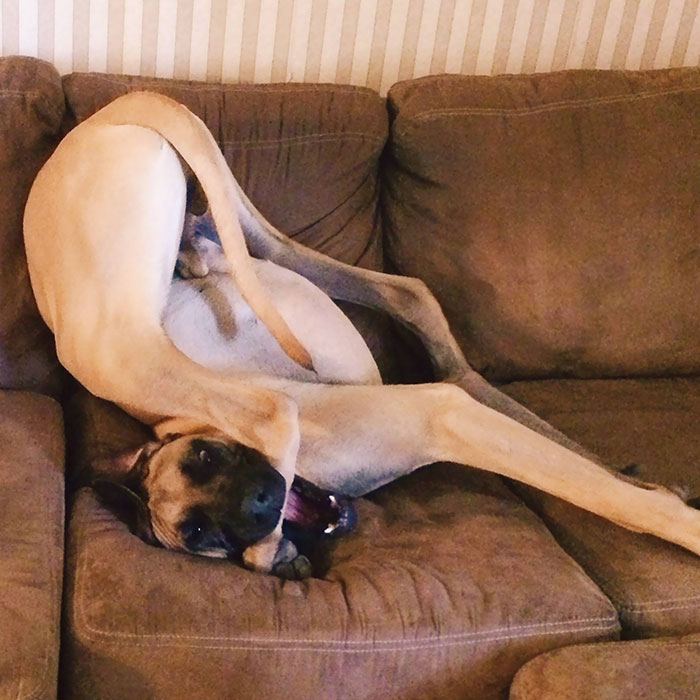 Great Dane In a Chair eating his foot