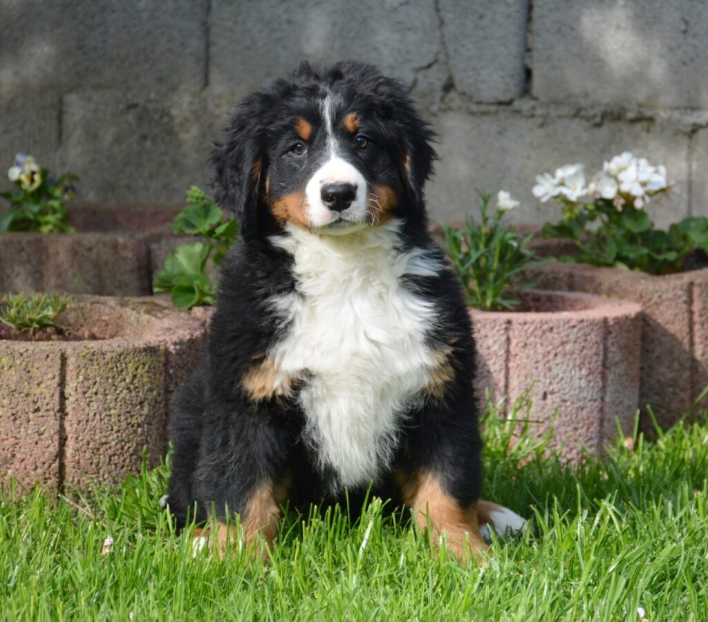 Bernese Mountain Dog puppy