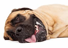 Lazy English Mastiff