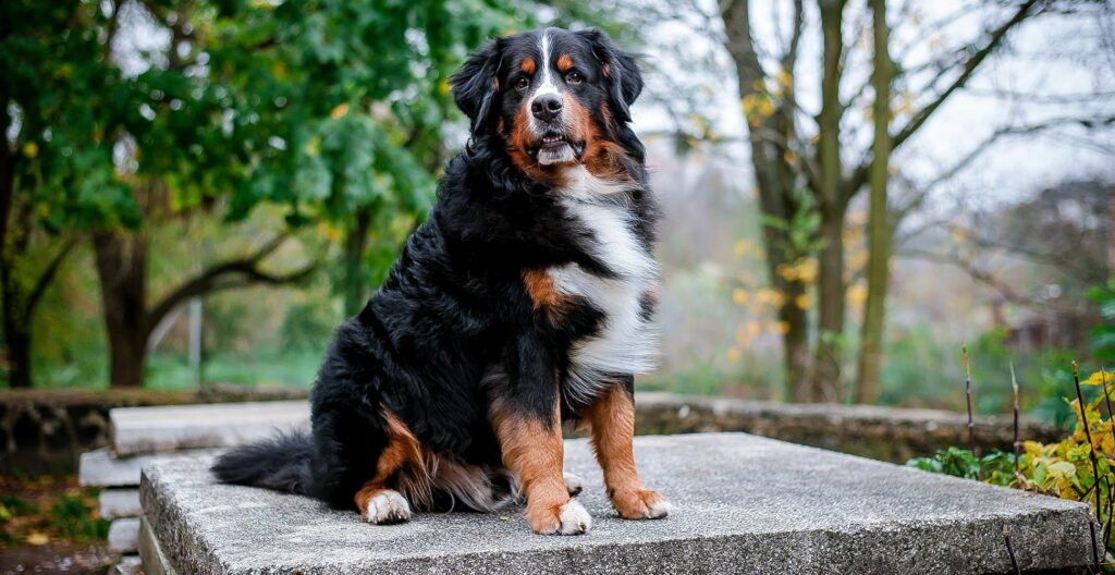 bernese mountain