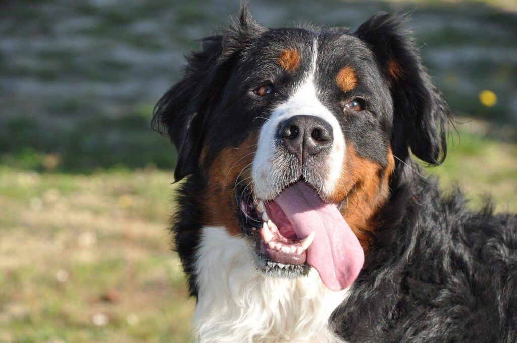 bernese-mountain-dogtong out