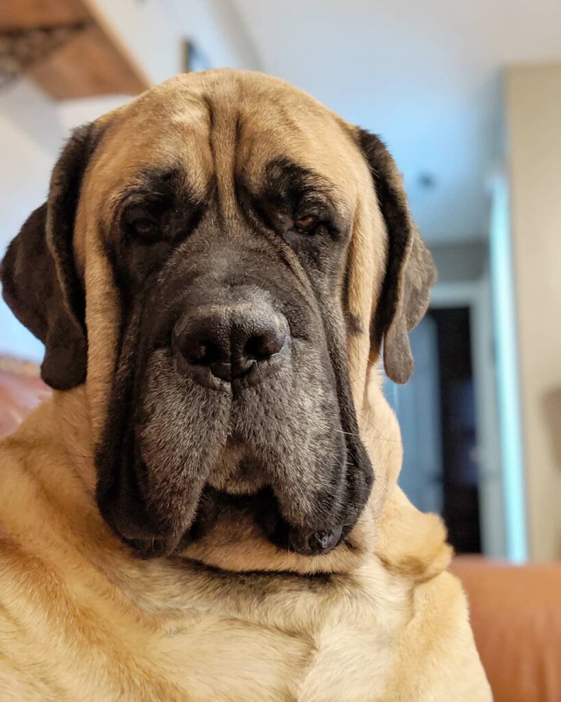 brim the mastiff