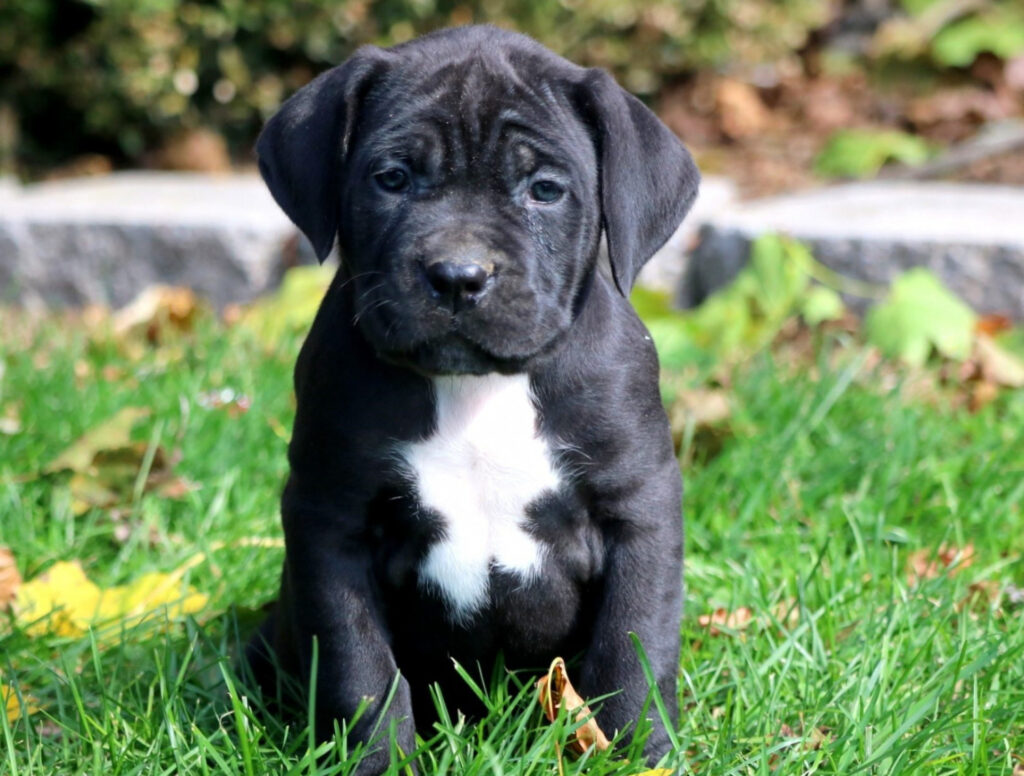 Cane Corso Puppy