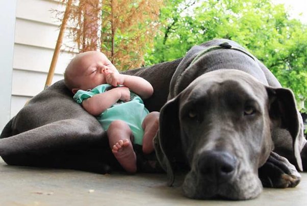 Socialization, baby and Dane