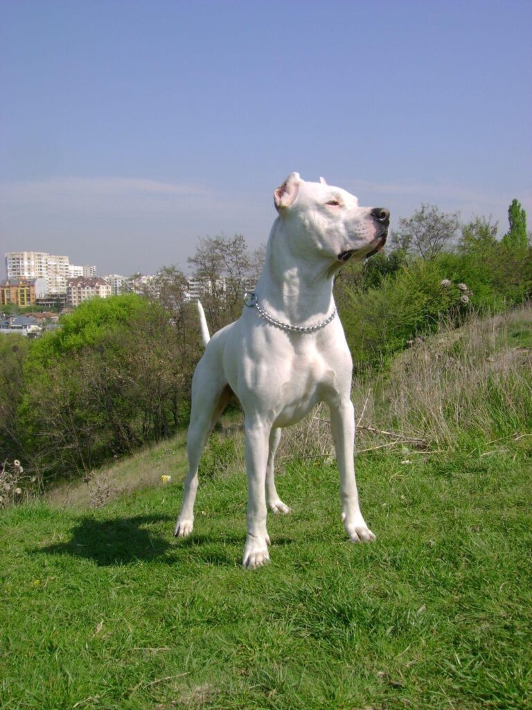 the Dogo Argentino