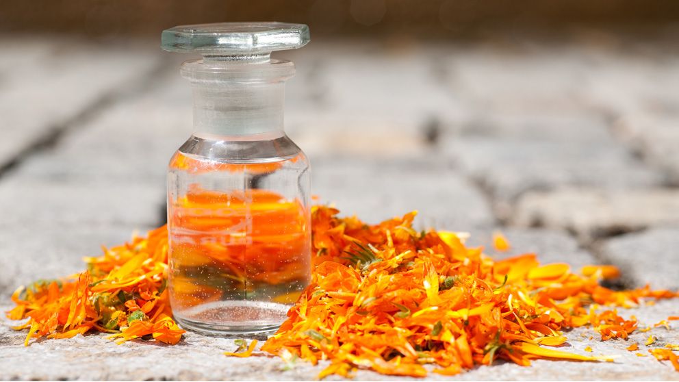 calendula oil